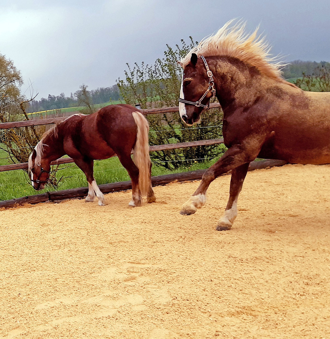Environmentally-friendly horse riding arena solution with equestrian wood chippings in the sand.