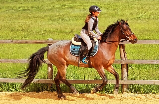 Fantastisches Reitgefühl – jeden Tag