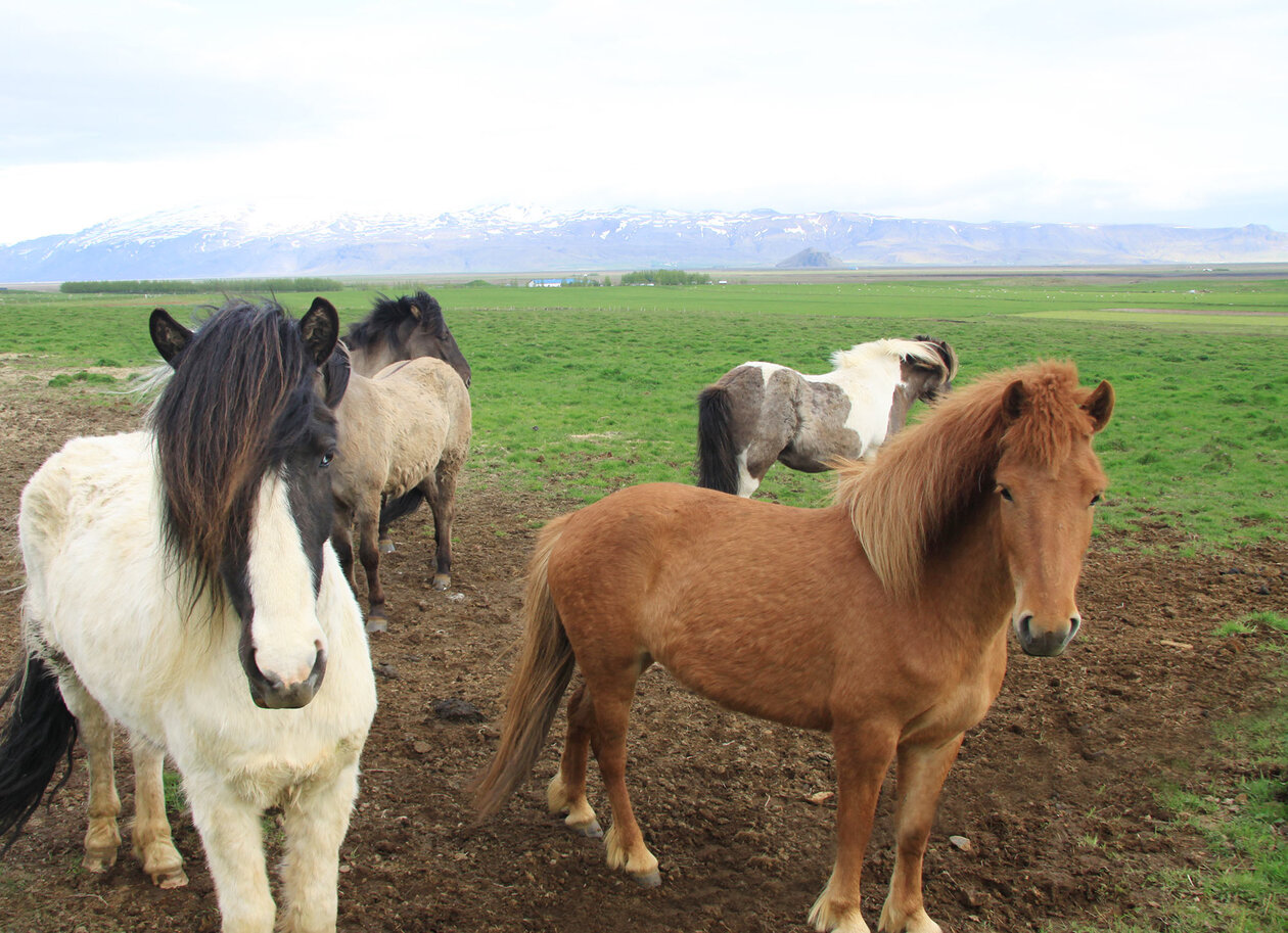 Los caballos islandeses necesitan una capa superficial especial.