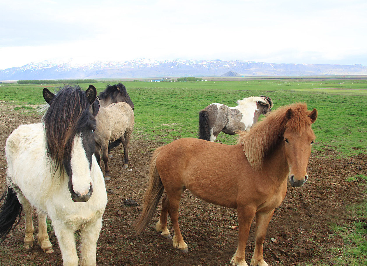 Los caballos islandeses necesitan una capa superficial especial.