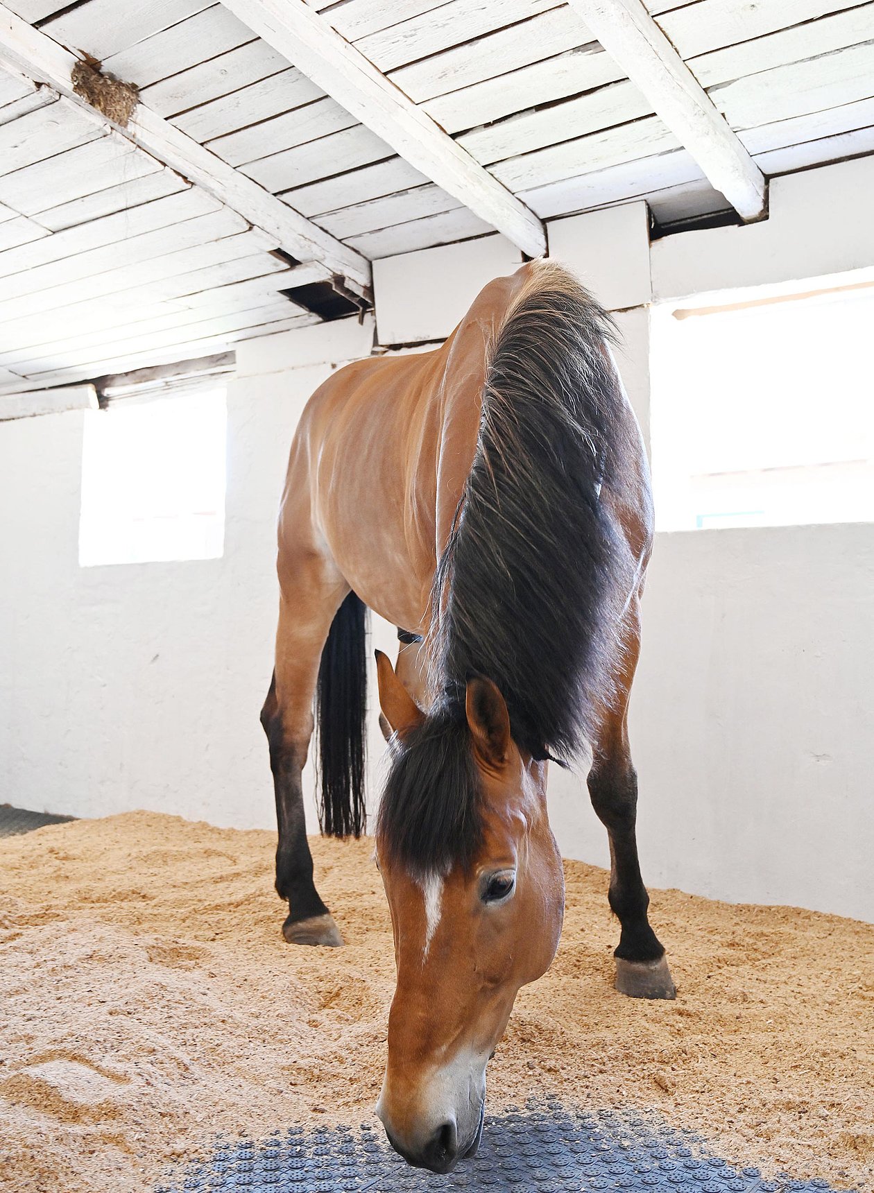 Horse in the box with a comfortable stable mat